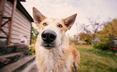 Portrait of curious red-fur domestic dog outdoors close-up, at the yard of a rural house.