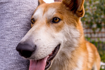 Domestic dog with owner outdoors.