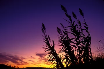 Zelfklevend Fotobehang Riet bij zonsondergang © Rolando Gil