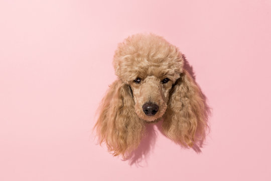 Cute brown poodle head isolated on pink background. Copy space