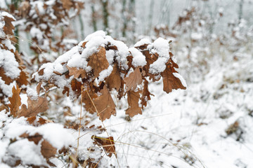 Winter season - beautiful forest