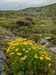 Obraz premium Flowering Doronicum in the Alpine landscape