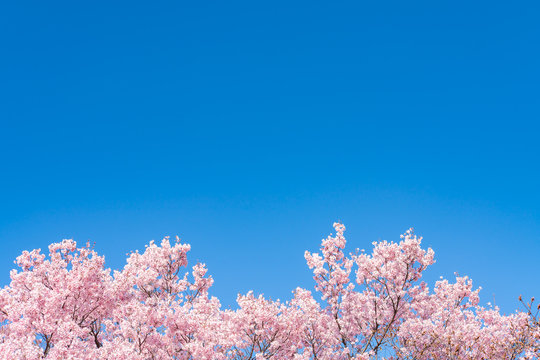 Cherry blossom (sakura) with birds under the blue sky in the Shinjuku Gyo-en Park in Tokyo of Japan. A good place for vocation in spring.