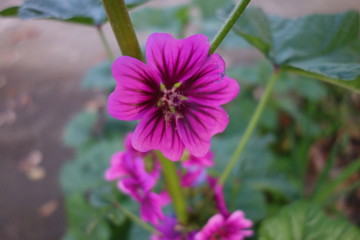 Obraz premium 冬に咲いた紫のマロウの花