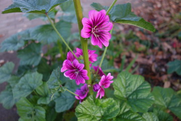 Fototapeta premium 冬に咲いた紫のマロウの花