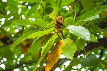 Fototapeta premium Nuts of Castanea sativa Miller, or sweet chestnut, is a species of flowering plant in the family Fagaceae.