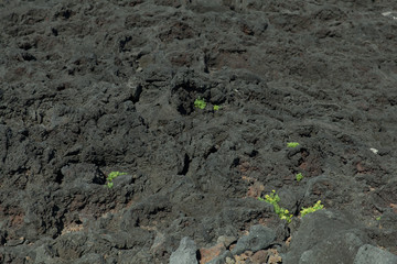 Black volcanic terrain with green plants
