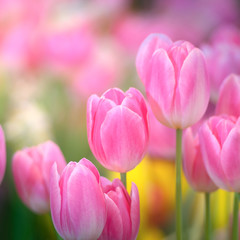 Pink tulip flowers against sunlight as floral background