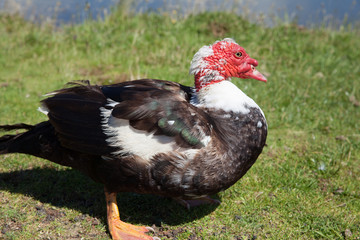 Muscovy duck in natural habitat in Azores, Portugal
