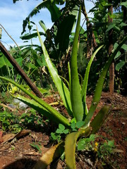 Obraz premium Aloe vera growing in a field