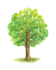 Green Summer Tree Watercolor painting isolated on white background hand painted - 309955947