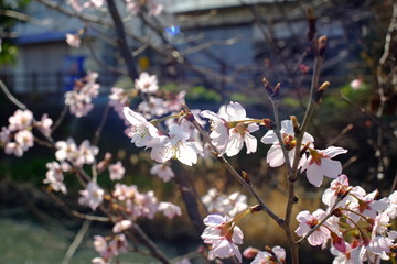 2019sakura