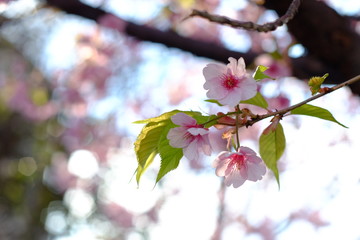 2019sakura