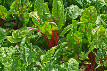 Close up of colourful Swiss Chard growing in a vegetable garden