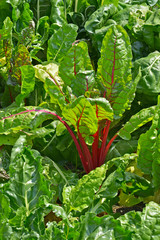 Close up of colourful Swiss Chard growing in a vegetable garden