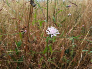 flowers in a field