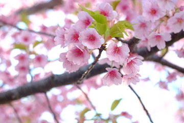 Fototapeta na wymiar 2019sakura