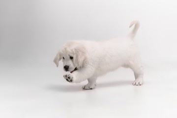 Catching. English cream golden retriever playing. Cute playful doggy or purebred pet looks cute isolated on white background. Concept of motion, action, movement, dogs and pets love. Copyspace.