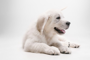 Obraz premium Best friend. English cream golden retriever playing. Cute playful doggy or purebred pet looks cute isolated on white background. Concept of motion, action, movement, dogs and pets love. Copyspace.