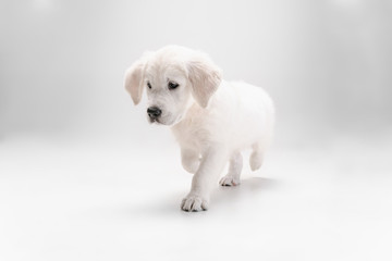 Best friend. English cream golden retriever playing. Cute playful doggy or purebred pet looks cute isolated on white background. Concept of motion, action, movement, dogs and pets love. Copyspace.