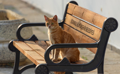 young red cat with green eyes sits on a bench, Istanbul, Turkey