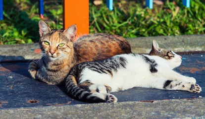 2 young colored cats lying on a warm metal sheet, Istanbul, Turkey
