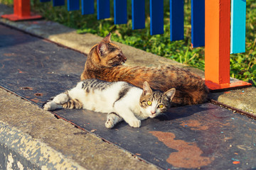 2 young colored cats lying on a warm metal sheet, Istanbul, Turkey