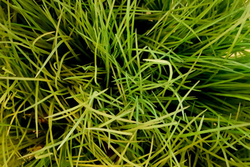 Green grass on background texture