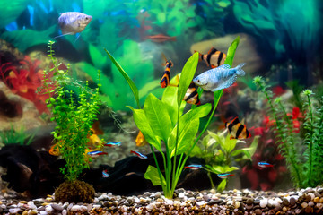 Schuberti barbs, blue gourami, golden barbs, and blue neons