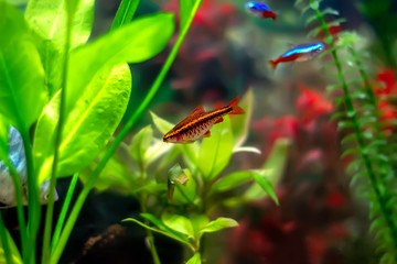 The cherry barb in a home decorative aquarium - side view