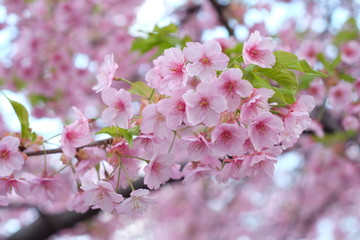 2019sakura