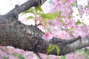 2019sakura