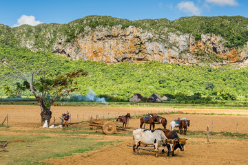 Obraz premium Vinales rural life