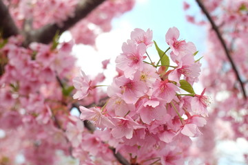 Obraz premium 2019sakura