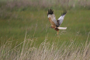 Western Marsh Harrier (Circus aeruginosus) adult male flying, Baden-Wuerttemberg, Germany