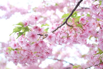 Fototapeta premium 2019sakura