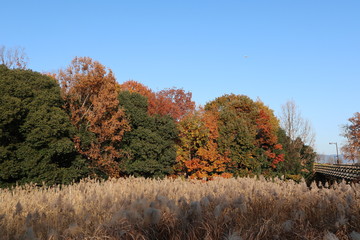 馬見丘陵公園の初冬