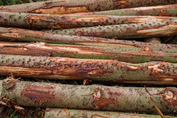 Pile of cut down logs