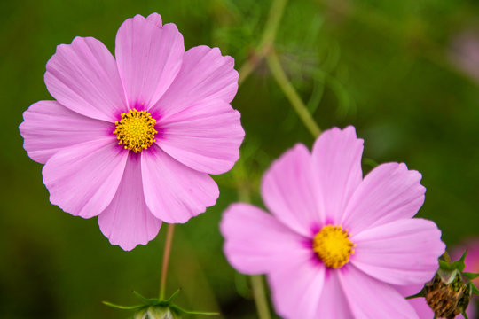 Pink Cosmos flowers in a garden.  Asteraceae family