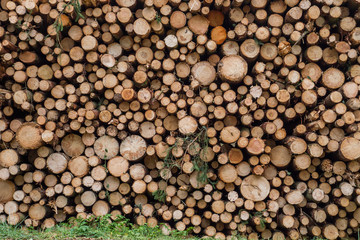 Pile of chopped down logs