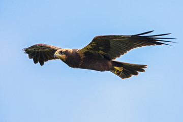 Western Marsh Harrier (Circus aeruginosus) juvenile flying with prey, Baden-Wuerttemberg, Germany