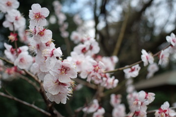 2019sakura