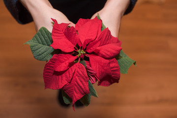 Roter Mini Weihnachtsstern Pflanze von Frau in die Kamera gehalten von oben fotografiert
