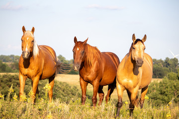 Three horses in the field