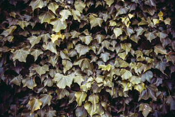 Close up of green ivy pattern layout design. Ecology natural creative concept