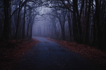 Fototapeta premium BOSQUE TENEBROSO