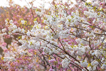 Cherry blossom Sakura in spring time of  Japan. refreshness concept