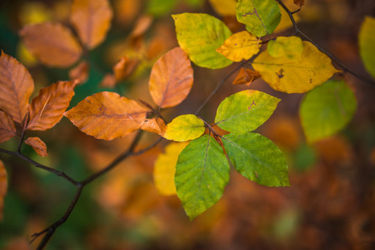 Close up image of orange autumn leaves at soft golden light in forrest.