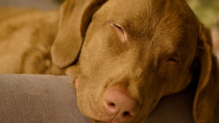 Chesapeake Bay Retriever resting sleeping