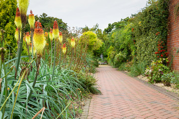 Garden scene with Red hot poker plants in foreground